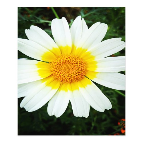 Winter Daisy Flowers  Photo Print