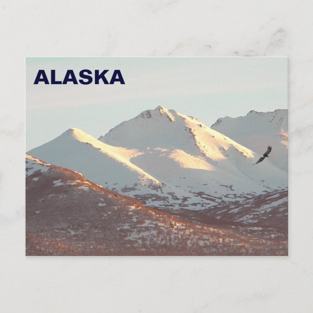 Winter Eagle Postcard (Front)
