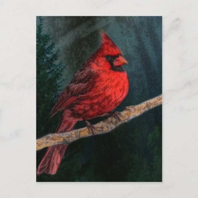Winter Evergreen Primitive Christmas Red Cardinal Holiday Postcard (Front)