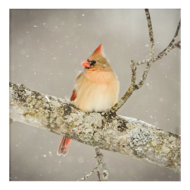 Winter Female Cardinal Bird  Acrylic Print (Front)