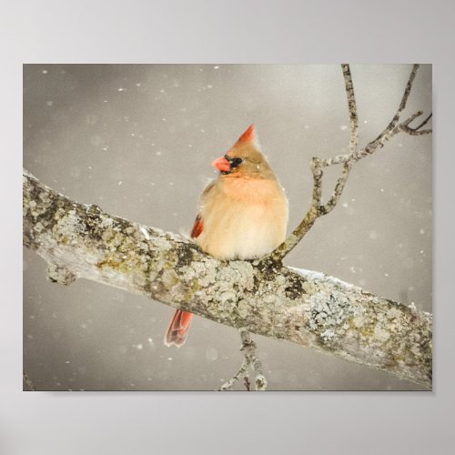 Winter Female Cardinal Bird Poster