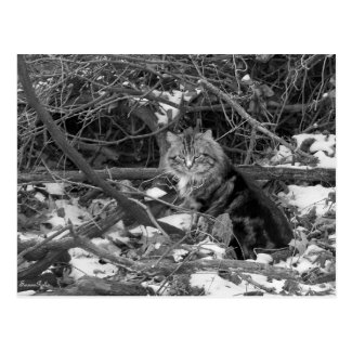 Winter Feral Forest Cat Postcard