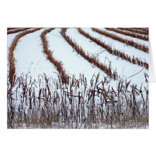 Winter Field (Front Horizontal)