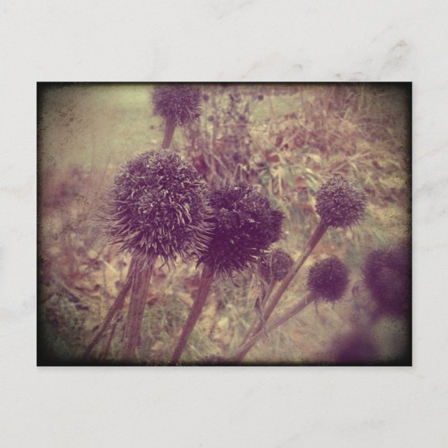 Winter Flower Seedpods Postcard (Front)