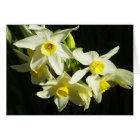 Winter Flowers
