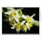 Winter Flowers