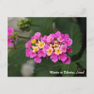Winter Flowers In Tiberias, Israel Postcard