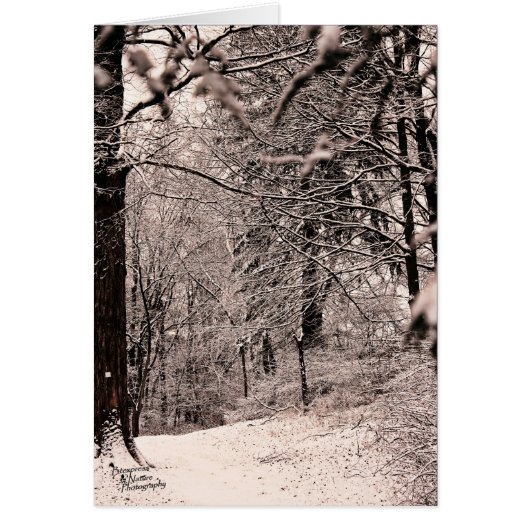 Winter Forest (5.0) Cards (Front)