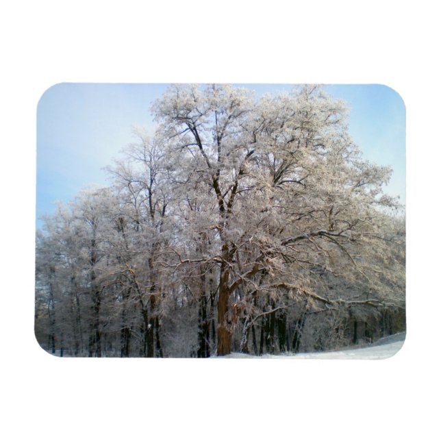Winter forest December2012 Magnet (Horizontal)