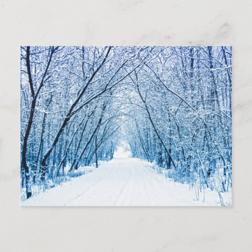 Winter Forest Path Postcard