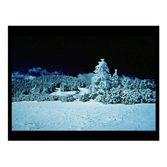 Winter Forest Postcard