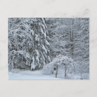 Winter Forest Snow Covered Landscape Photography Postcard