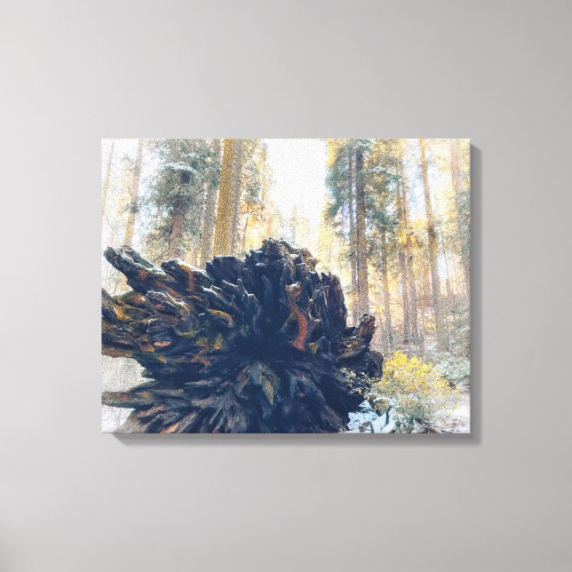 Winter Forest with Fallen Sequoia Tree Root Canvas Print (Front)