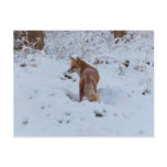 Winter Fox Postcard