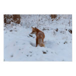 Winter Fox Poster