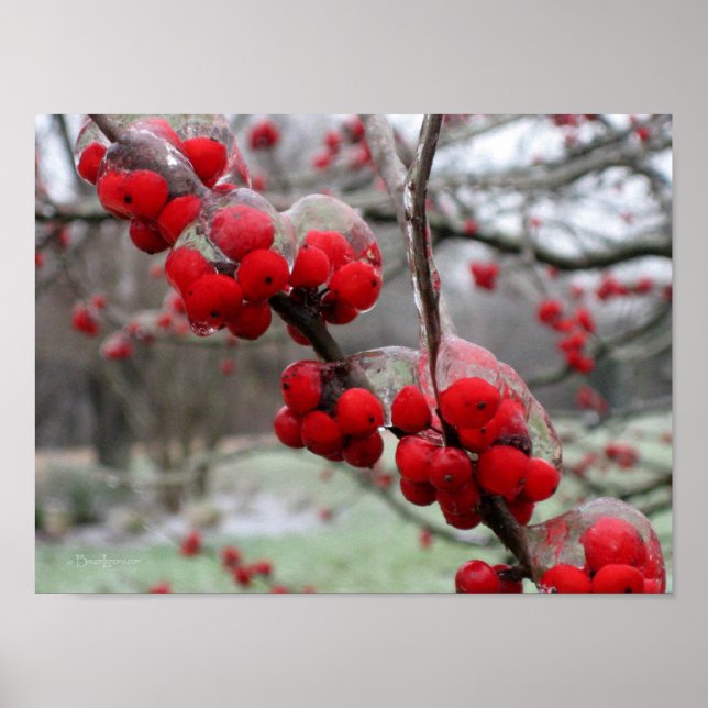 Winter Freeze and Ice on Red Berries Poster (Front)