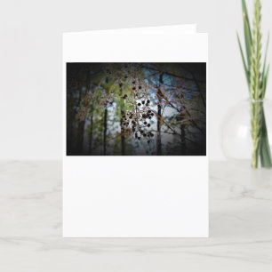 Winter Freeze, card