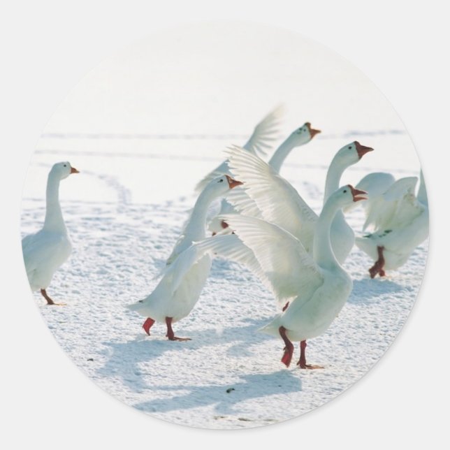 Winter Geese Christmas Cards Stickers (Front)
