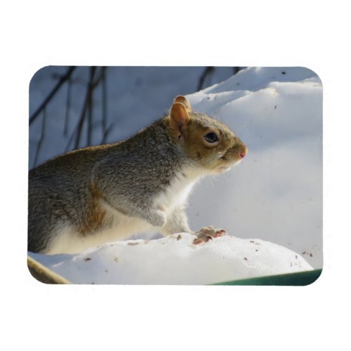 Winter Gray Squirrel Magnet