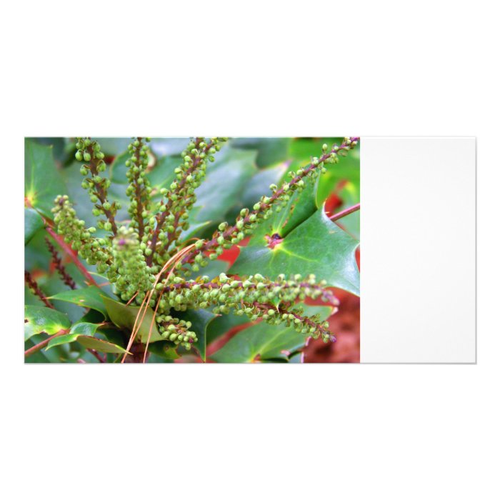 Winter Greenery Photo Cards