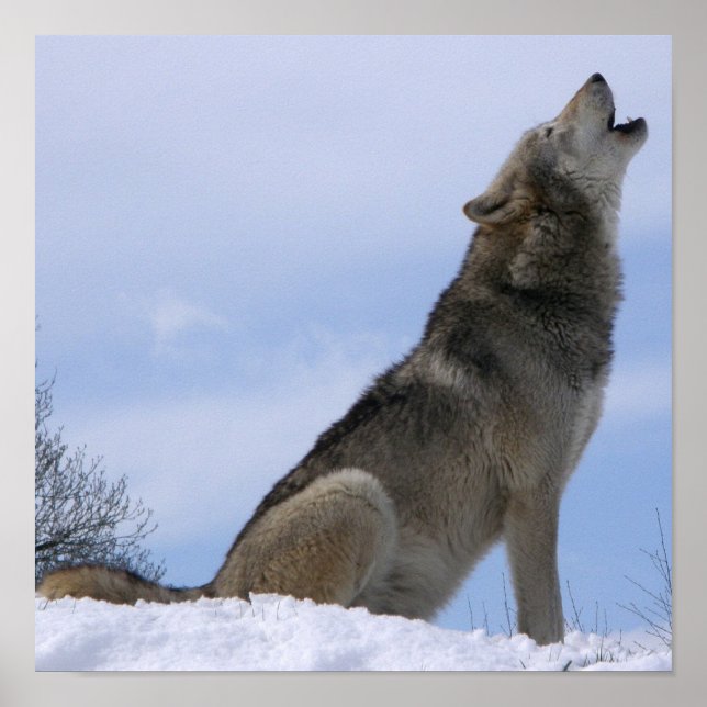 Winter Grey Wolf Howling Poster (Front)