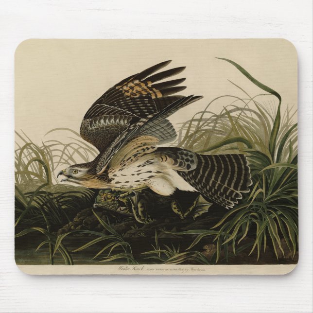 Winter Hawk, John James Audubon's Birds of America Mouse Pad (Front)