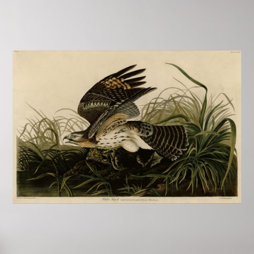 Winter Hawk John James Audubons Birds of America Poster