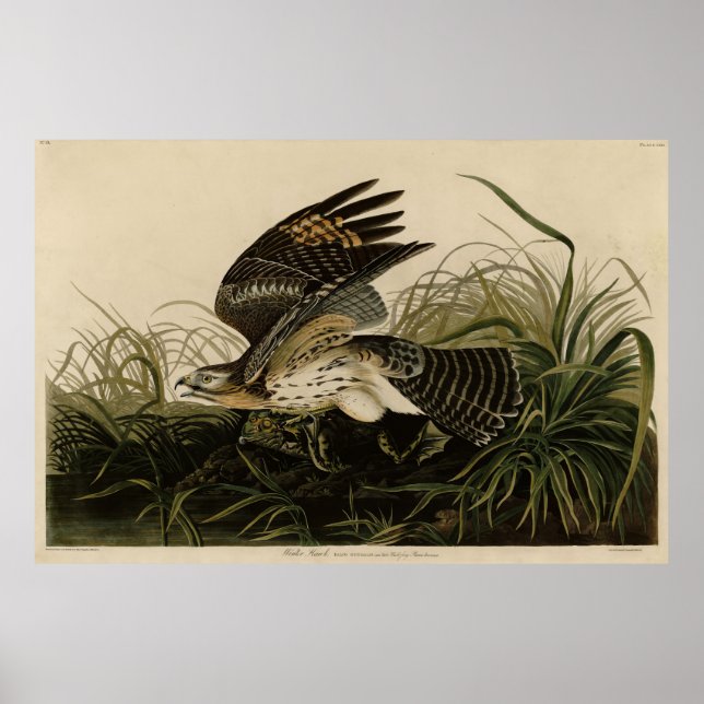 Winter Hawk, John James Audubon's Birds of America Poster (Front)