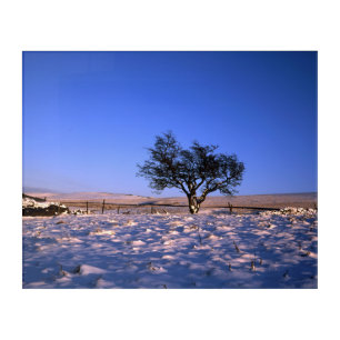 Winter Hawthorn Tree Holiday Card Acrylic Print