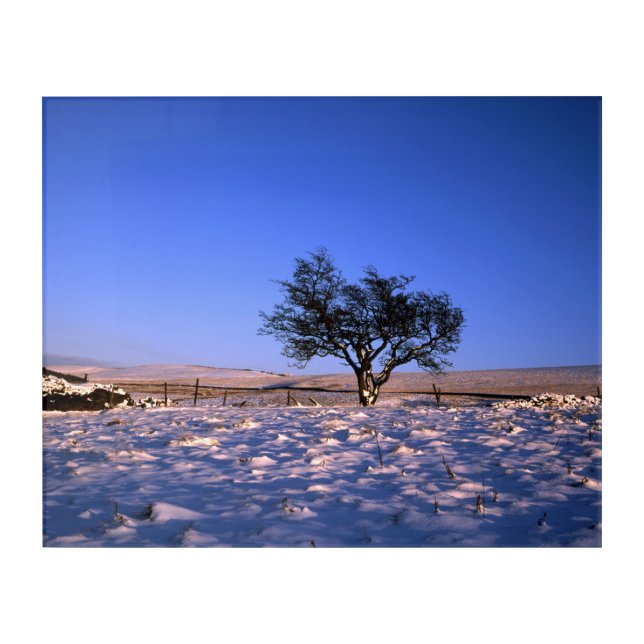 Winter Hawthorn Tree Holiday Card Acrylic Print (Front)