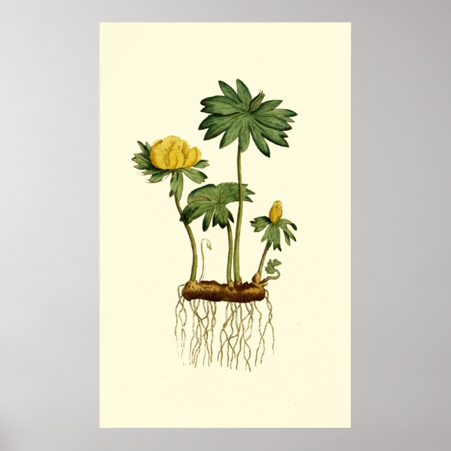 Winter Hellebore Flowers Poster (Front)