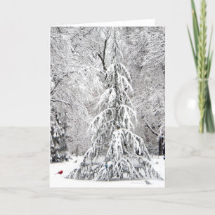 Winter-holiday card: Boston Public Garden-park Holiday Card