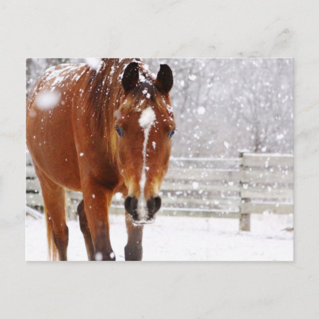 Winter Horse Christmas Holiday Postcard (Front)