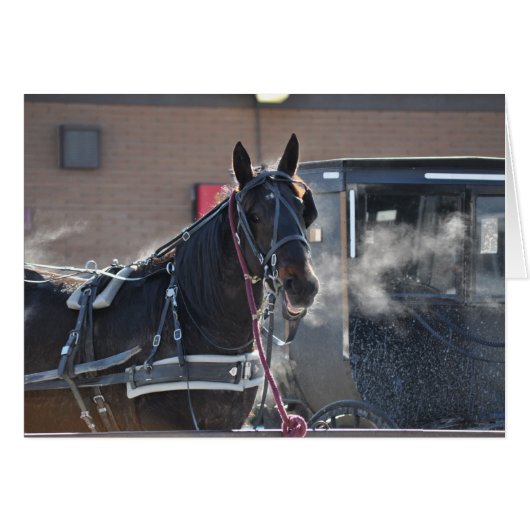 Winter  Horse Hitch Cards (Front Horizontal)