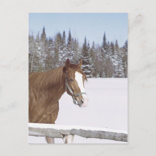 Winter Horse Postcard (Front)