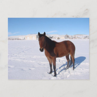 Winter Horse Postcard