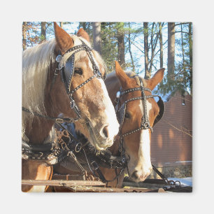 Winter Horses Sturbridge Village Magnet