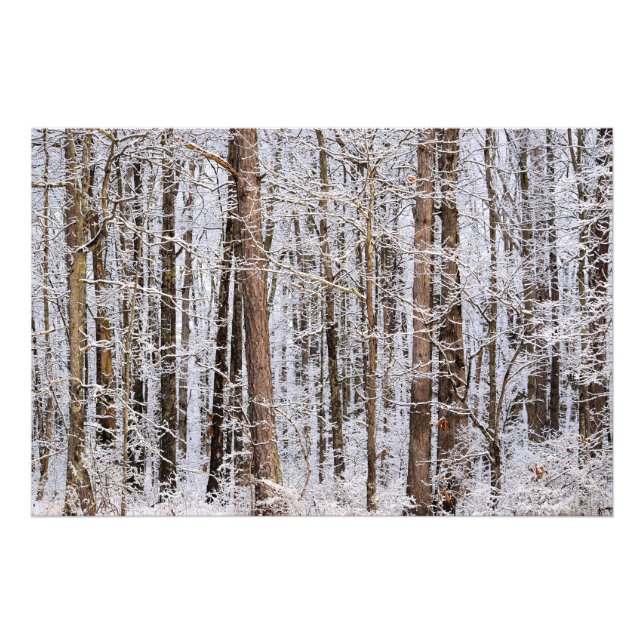 Winter Ice Storm in the Forest Photo Print (Front)