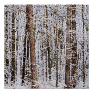 Winter Ice Storm in the Forest Poster