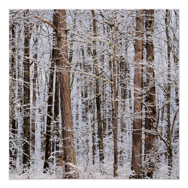 Winter Ice Storm in the Forest Poster (Front)