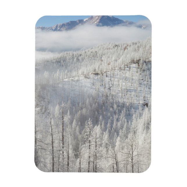 Winter in Pike National Forest Magnet (Vertical)