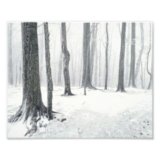 Winter in the Woods Photo Print