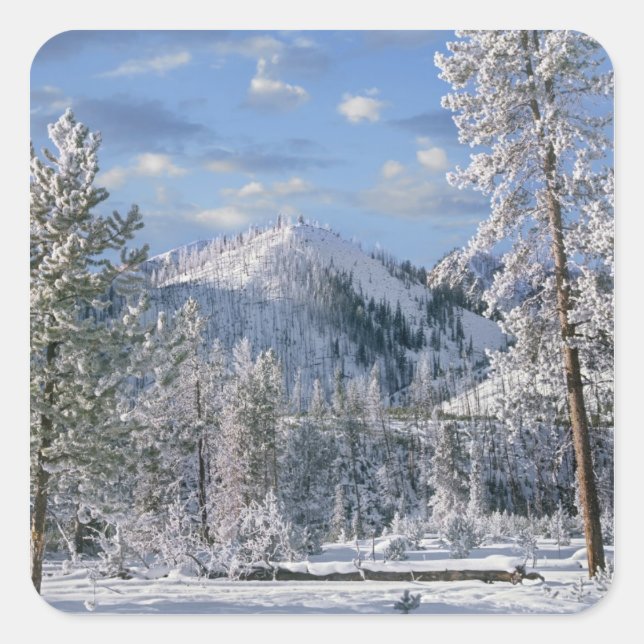 Winter in Yellowstone National Park, Wyoming Square Sticker (Front)