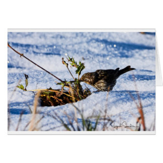 Winter is a hard time for birds cards
