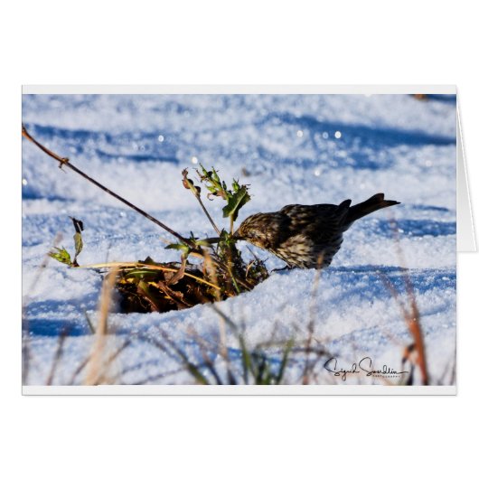 Winter is a hard time for birds cards (Front Horizontal)