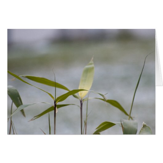 winter is coming (Front Horizontal)