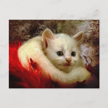 Winter Kitty Postcard by CaptainScratch at Zazzle