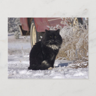 Winter Kitty Postcard