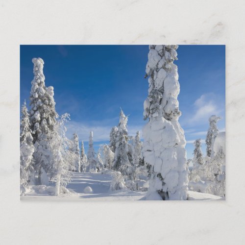 Winter landscape in Lappland Postcard