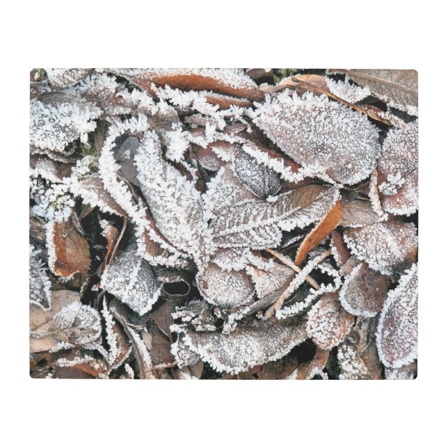 WINTER LEAVES METAL PRINT (Front)